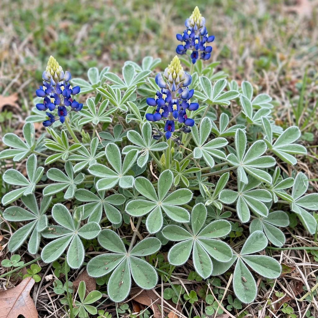 Texas Bluebonnet
