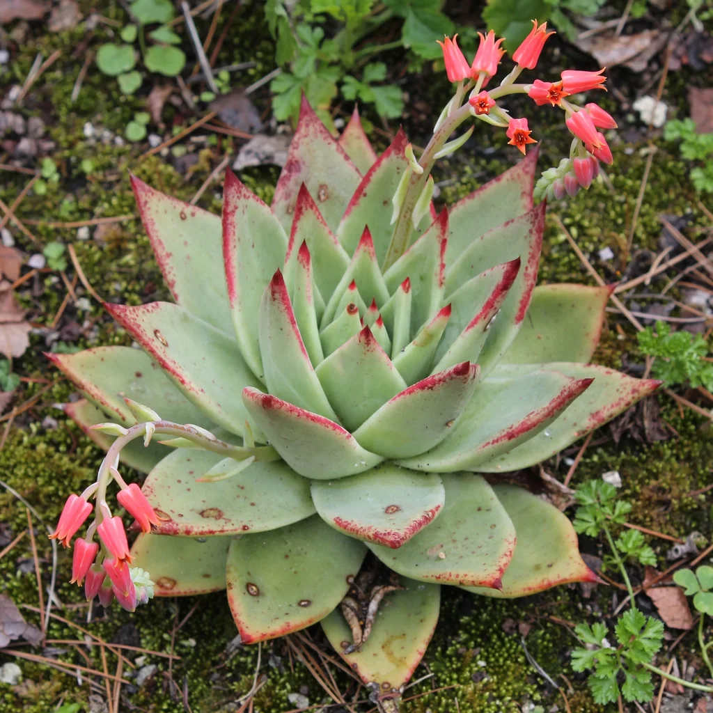 Molded Wax Agave