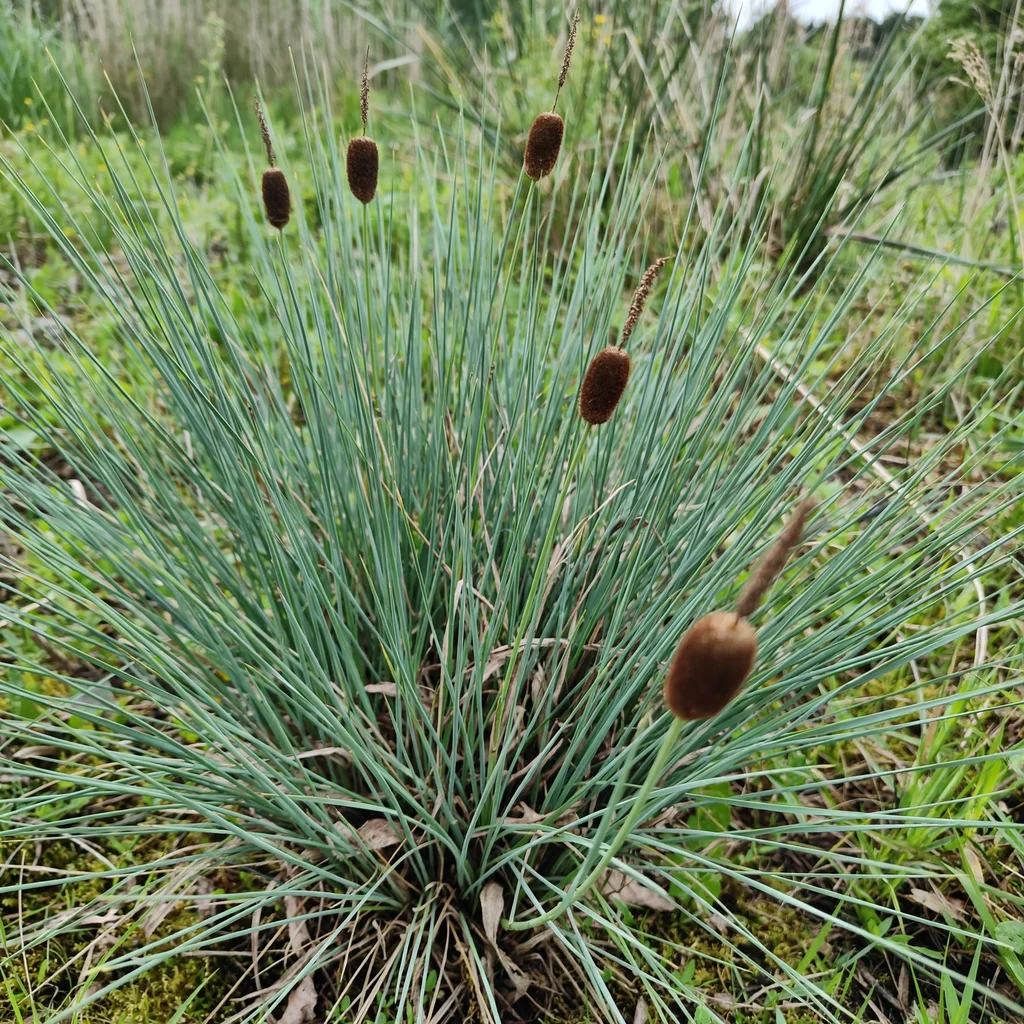 Dwarf Cattail