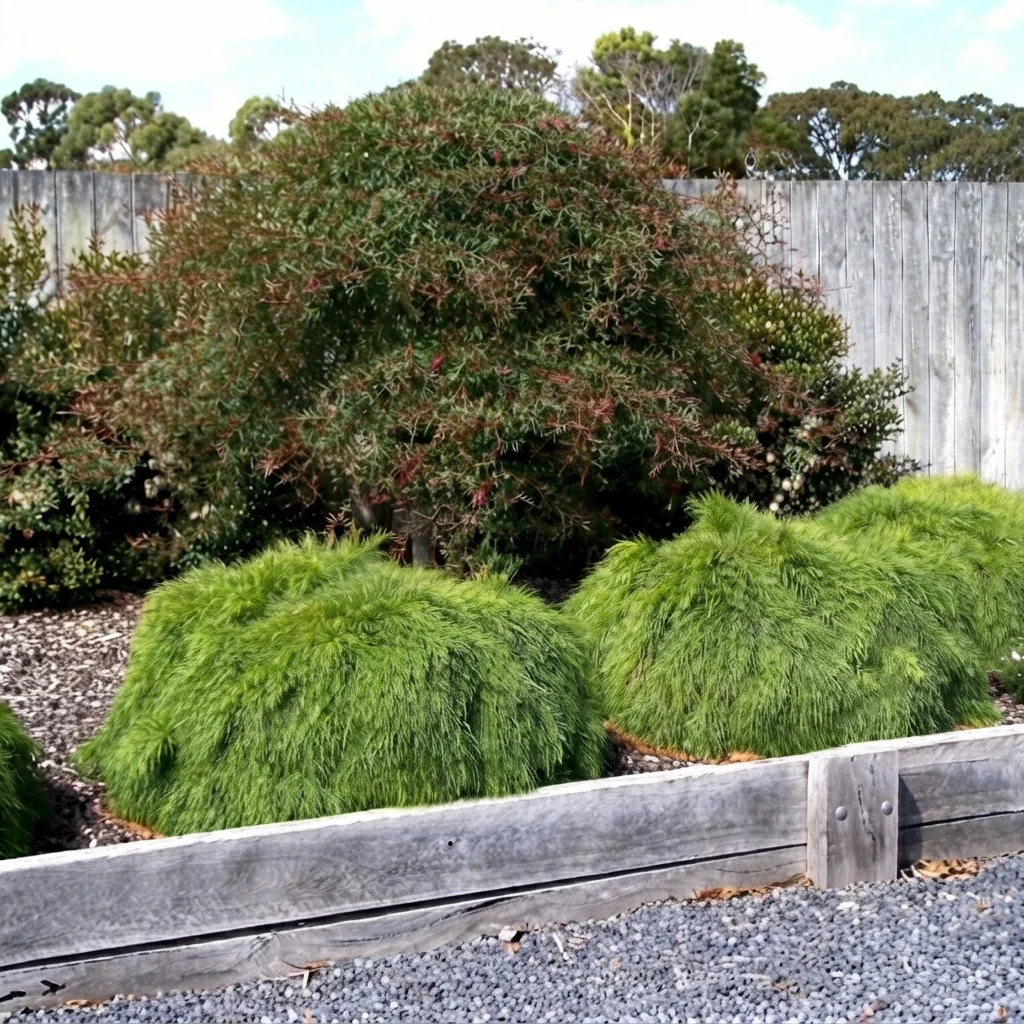 Limelight Wattle, Dwarf River Wattle, Narrow-leaved Bower Wattle 'Limelight'