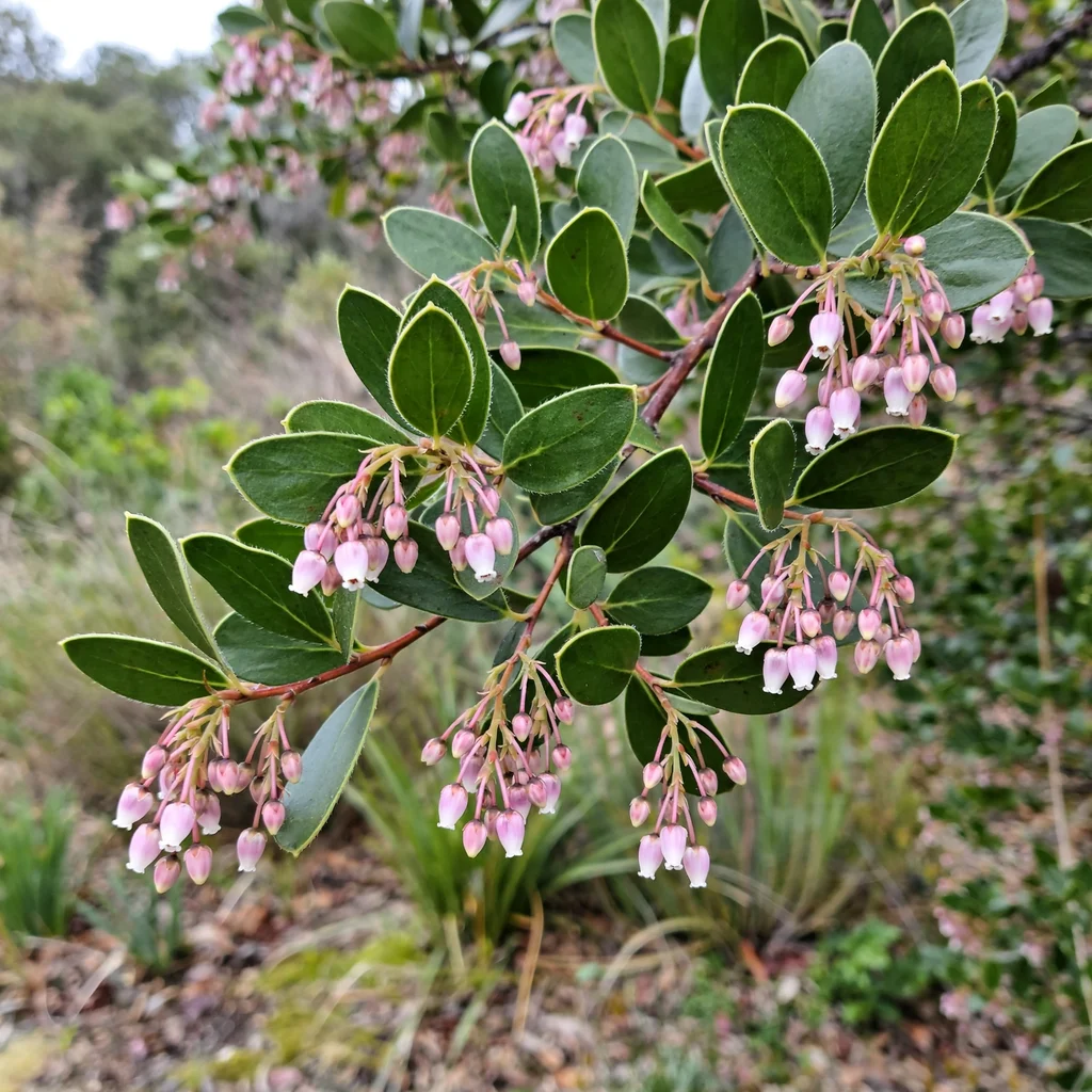 Vine Hill Manzanita