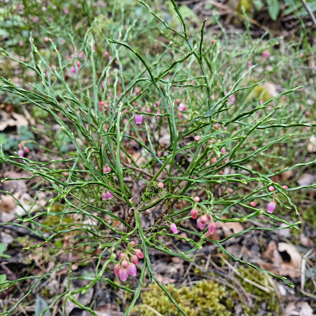 Common Bilberry