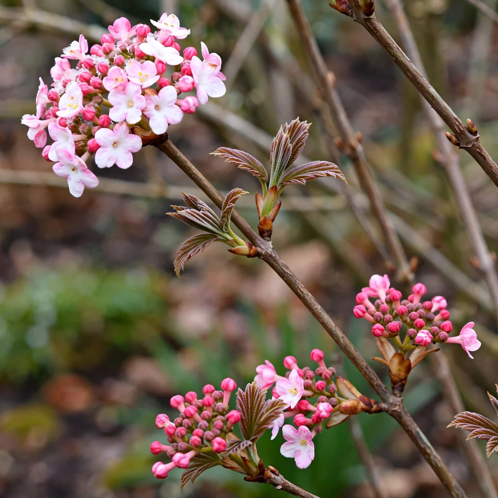 Bodnant Viburnum
