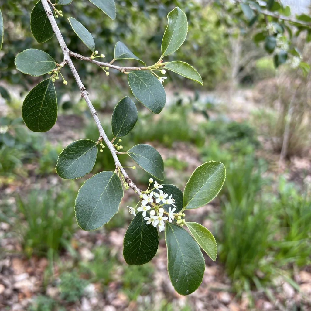 Possumhaw