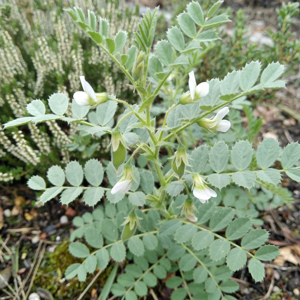 Chickpea