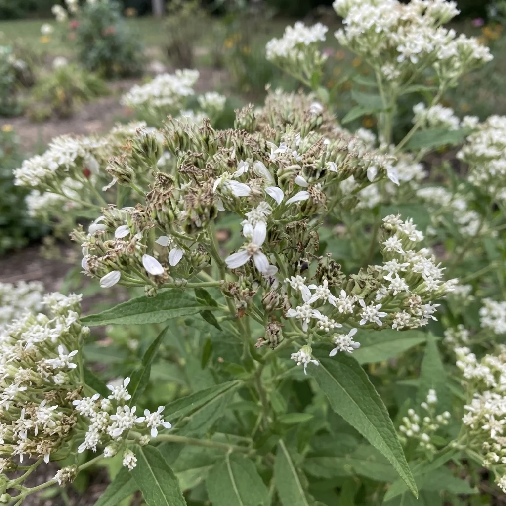 Frostweed