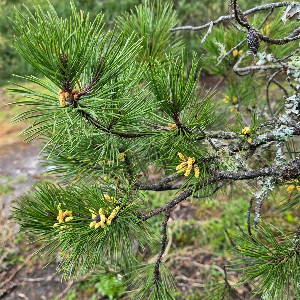 Lodgepole pine