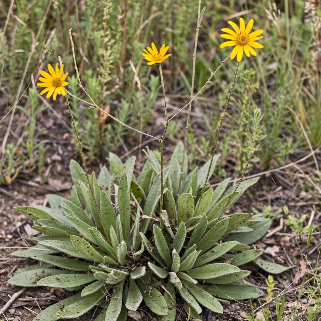 Naked-Stem Sunflower