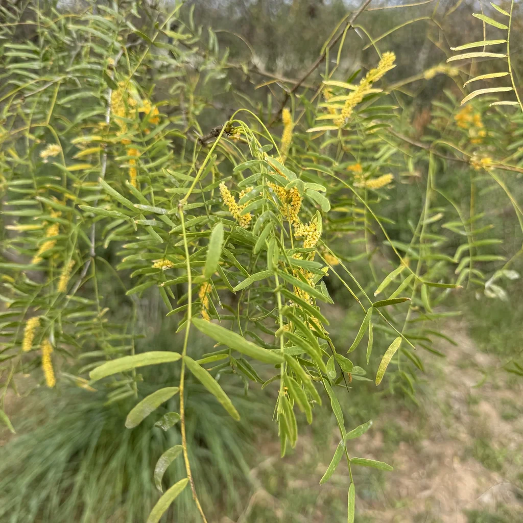 Honey Mesquite