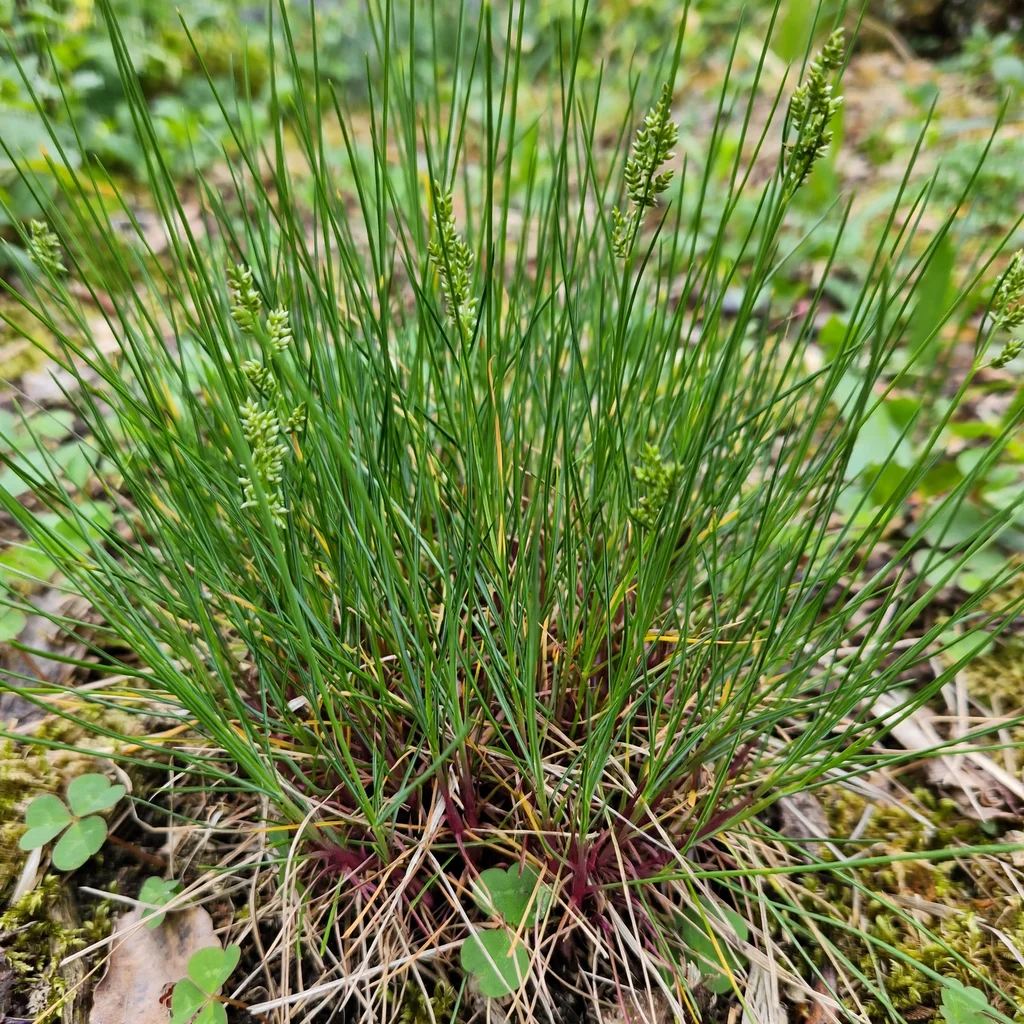 Red fescue