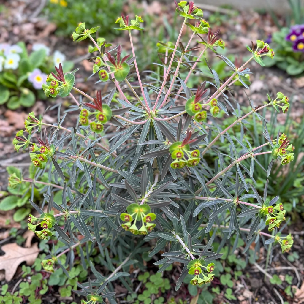 Martin's Spurge