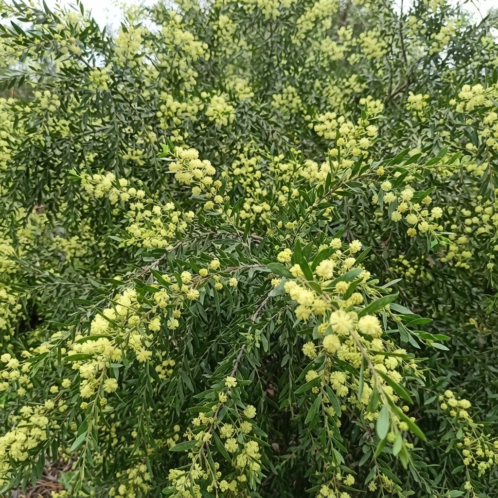 Sticky Wattle, Howitt's Wattle