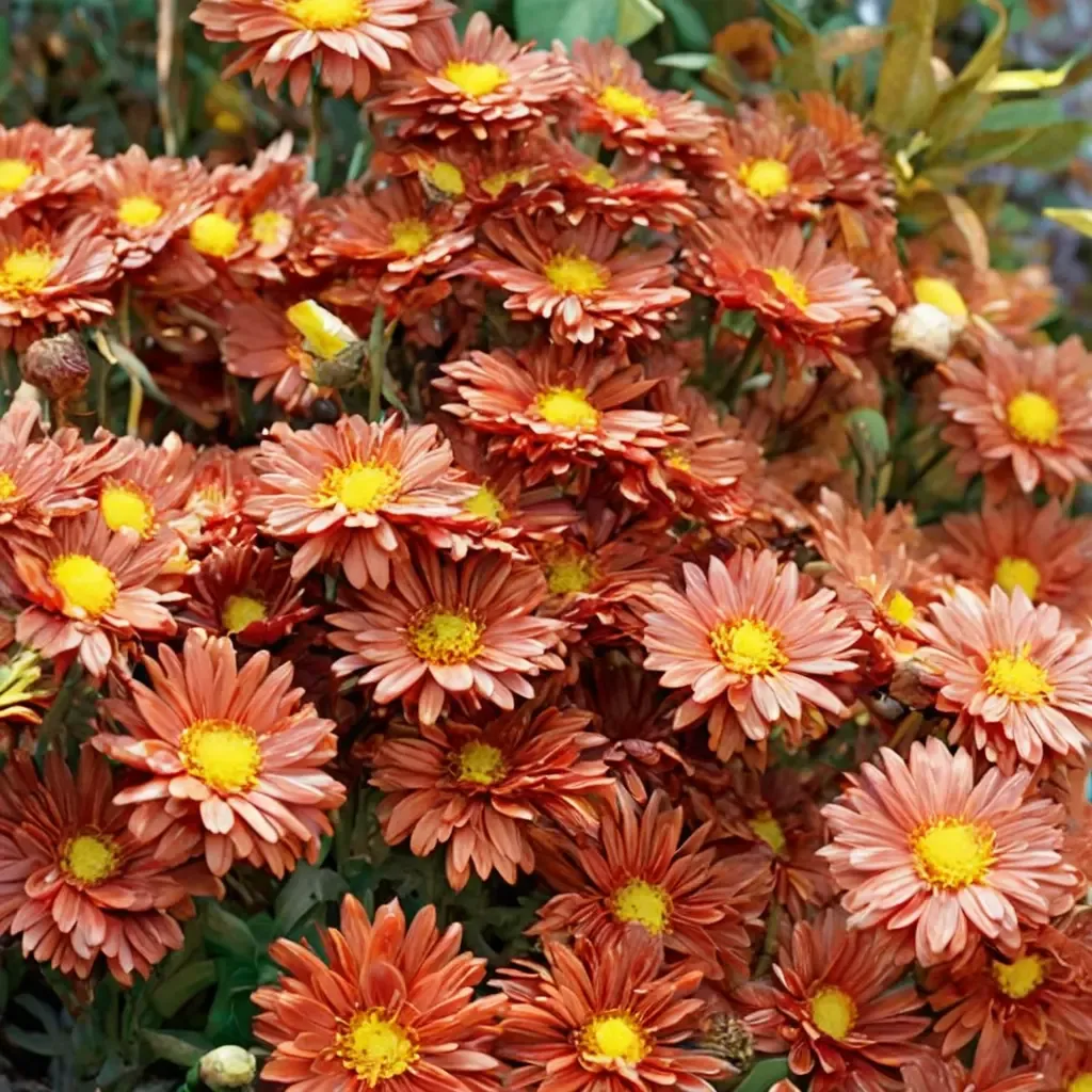 Bronze Daisy Mammoth Mum