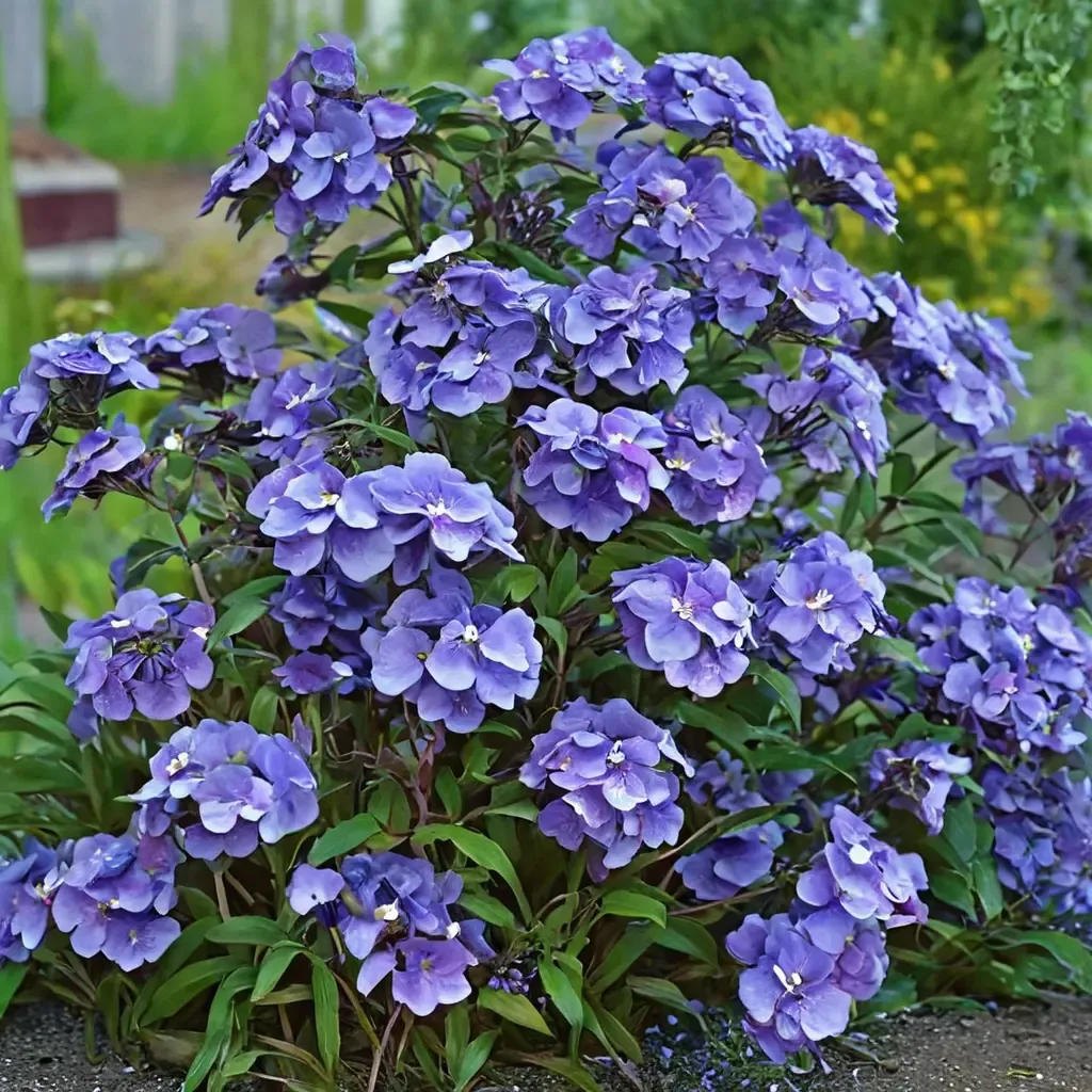 Blue Paradise Phlox
