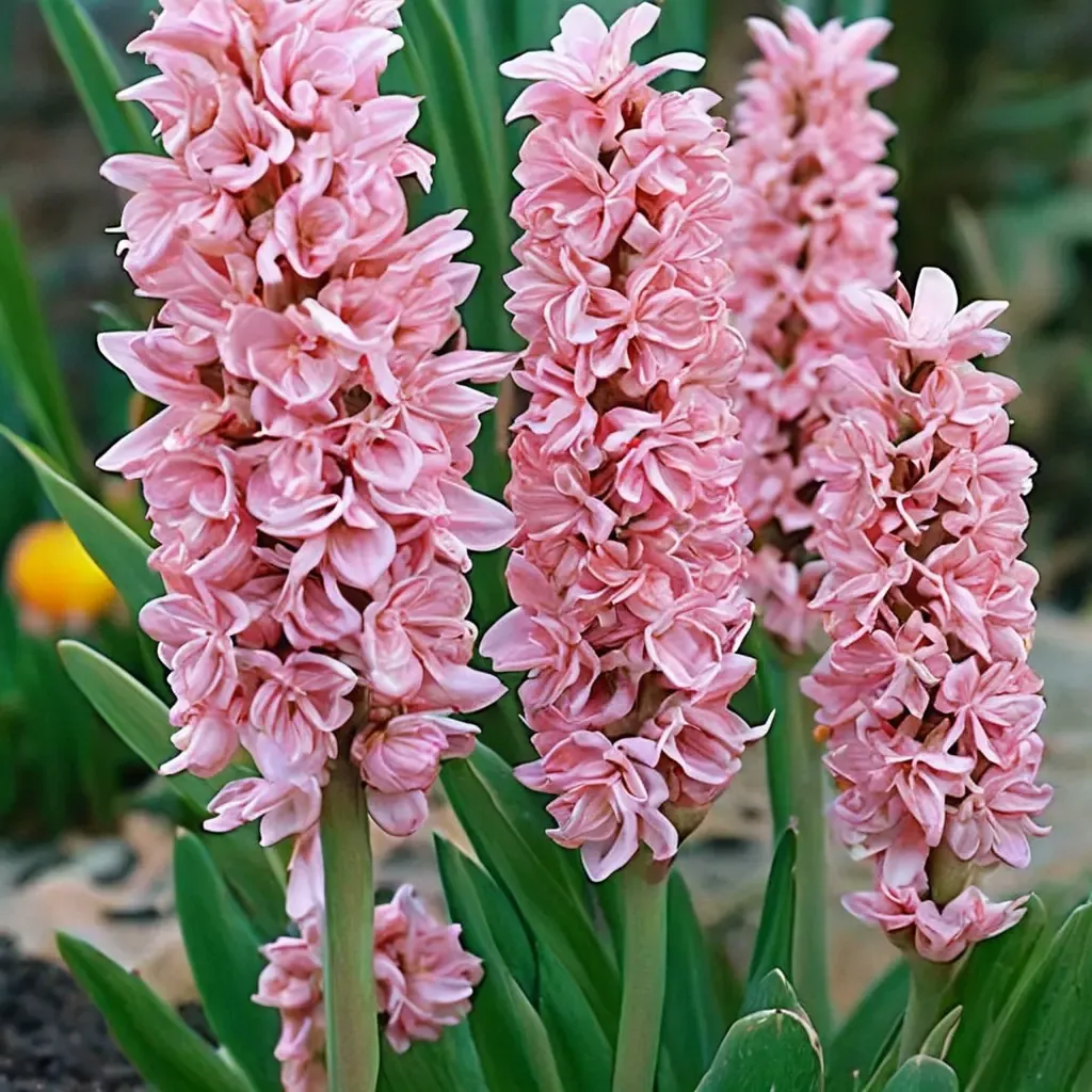 Anna Marie Hyacinth