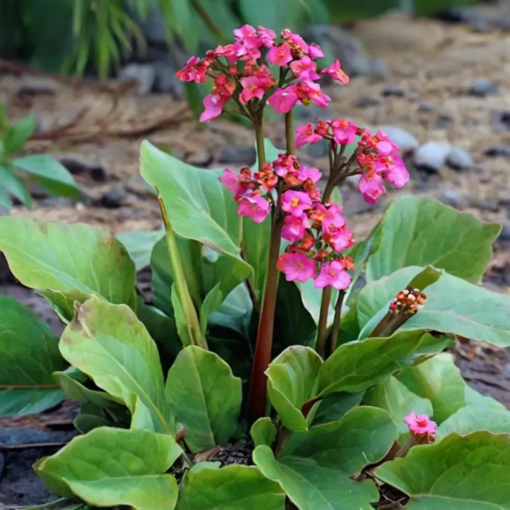 Winterglut Bergenia