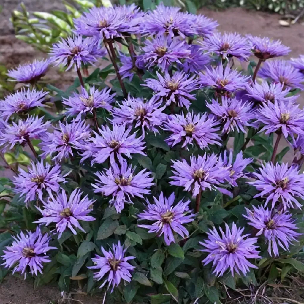 Blue Moon Bee Balm