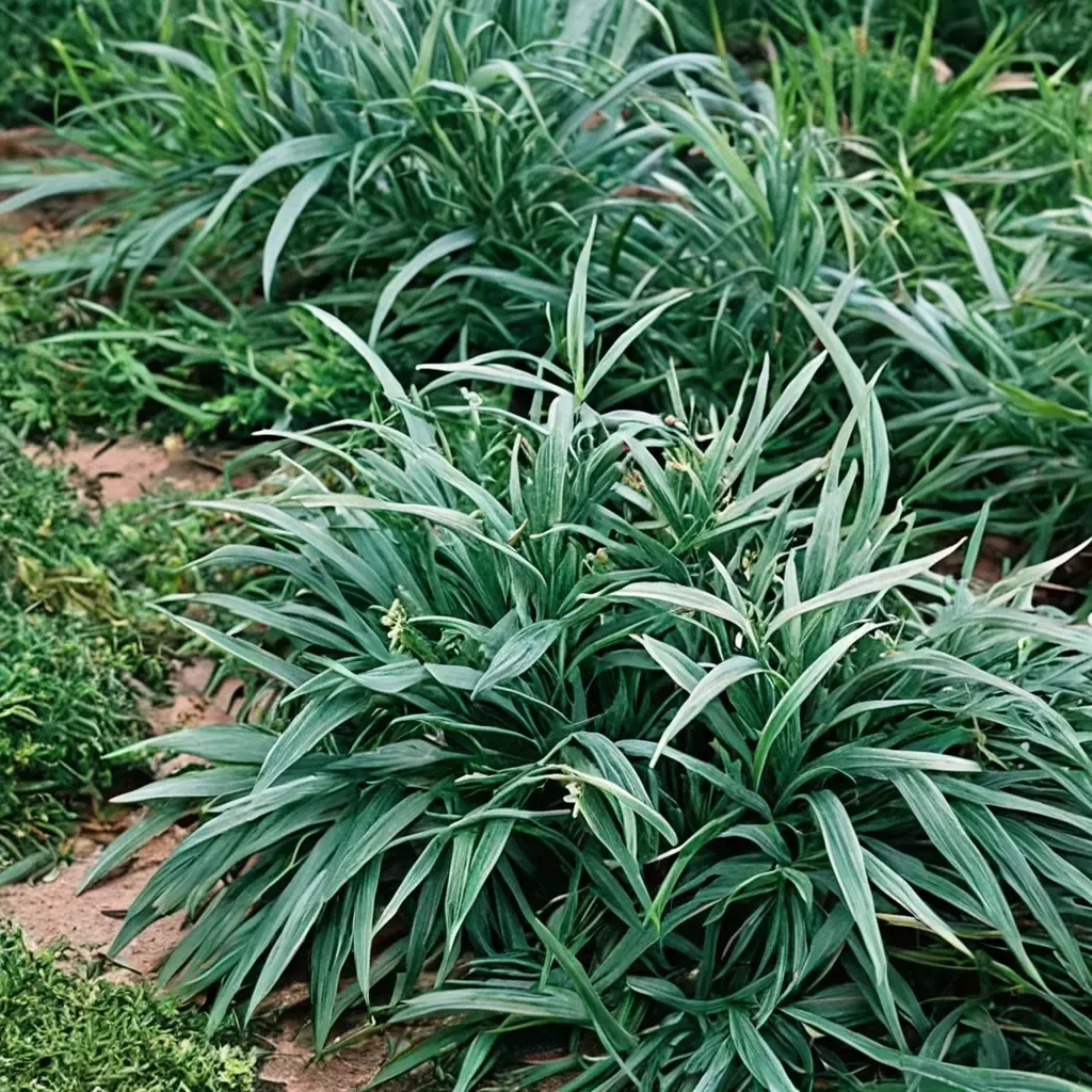 Mondo Grass