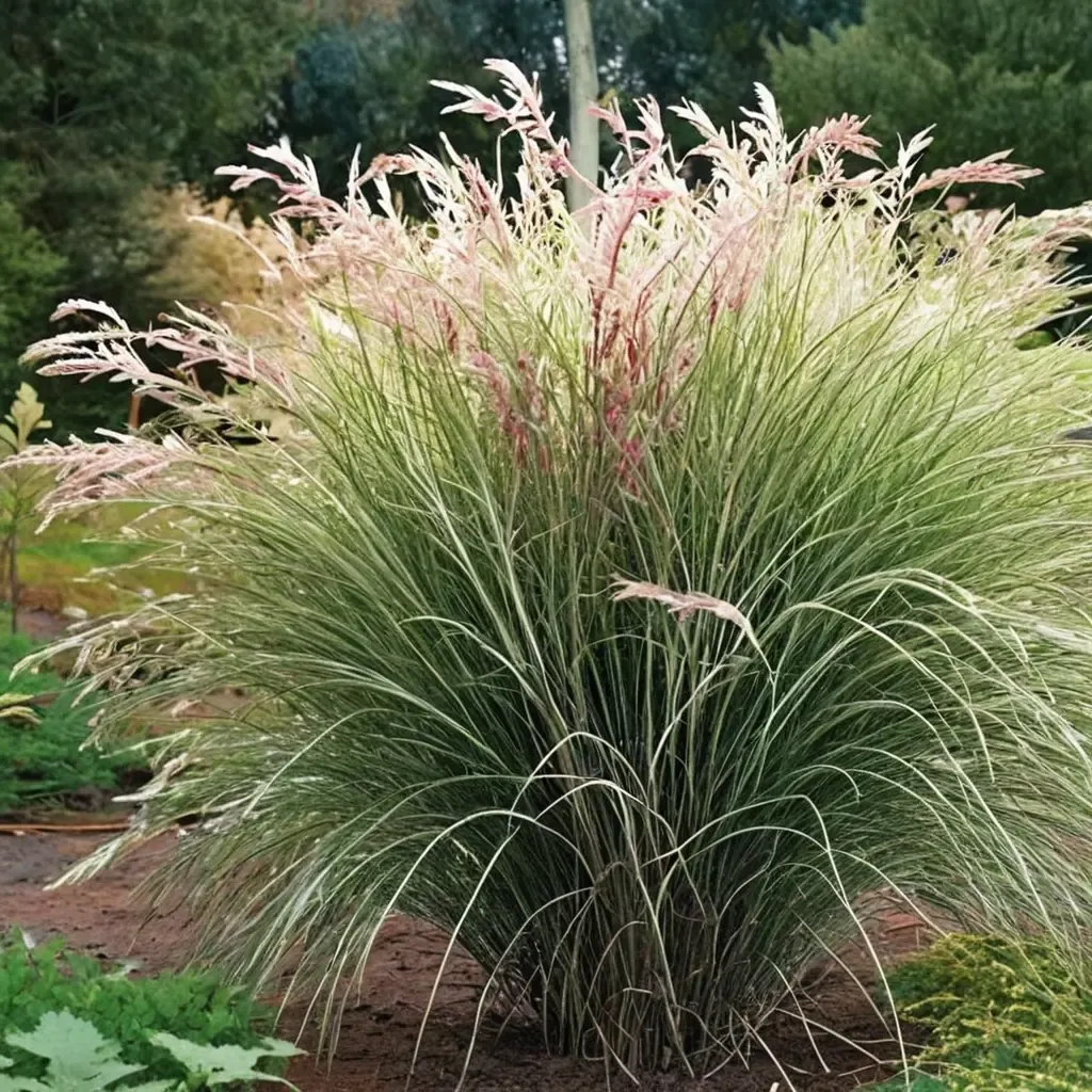 Morning Light Miscanthus Japanese Silver Grass