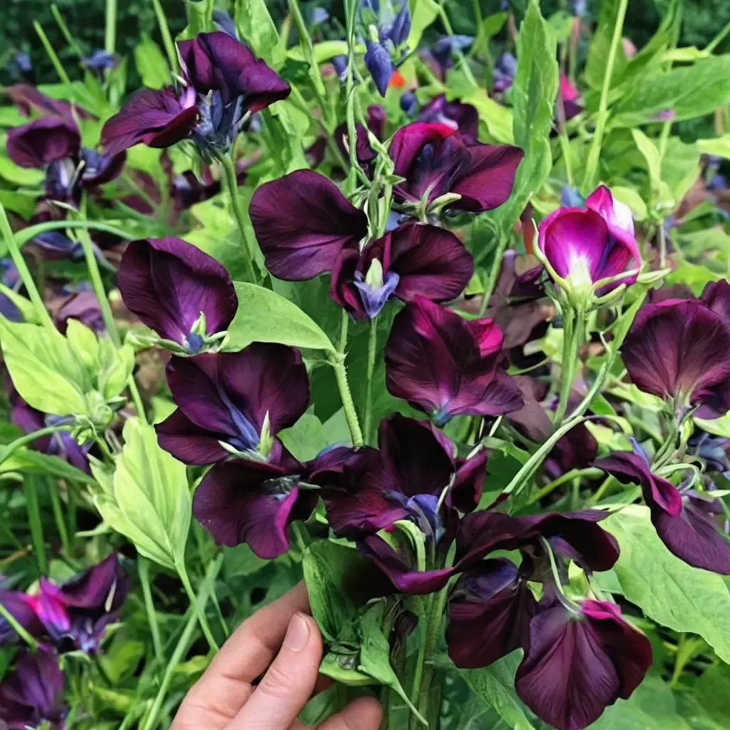 Sweet Pea 'Black Knight'