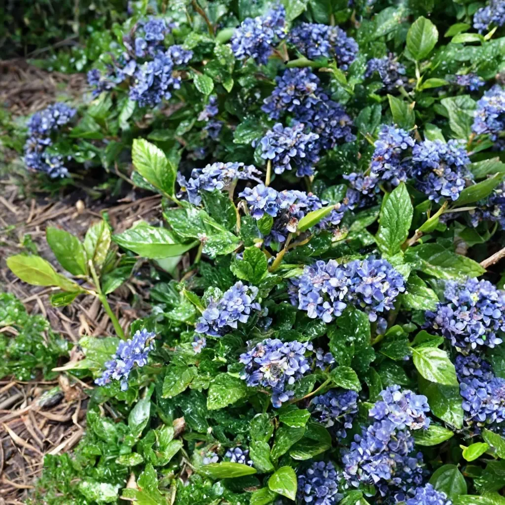 California lilac