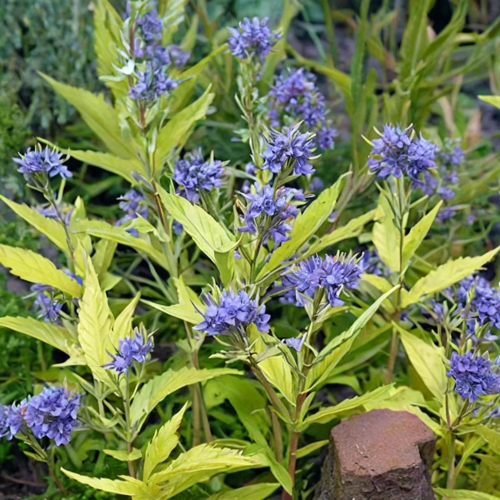 Worcester Gold Caryopteris