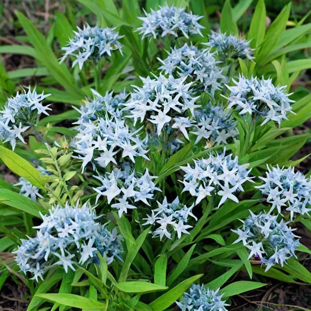 Blue Star Amsonia