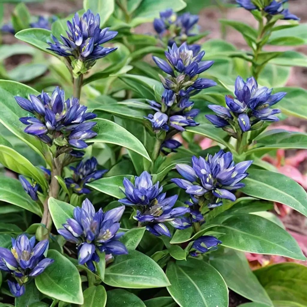Blue Cross Gentian