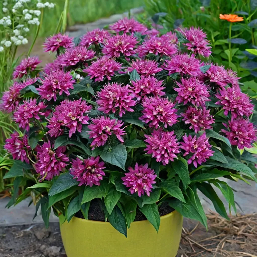 Pardon My Purple Bee Balm