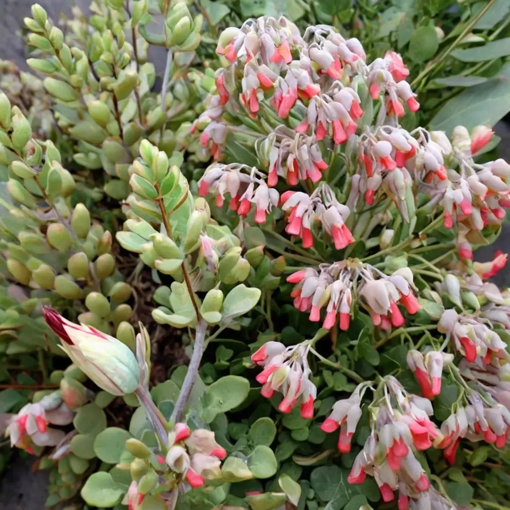 Christmas Bells