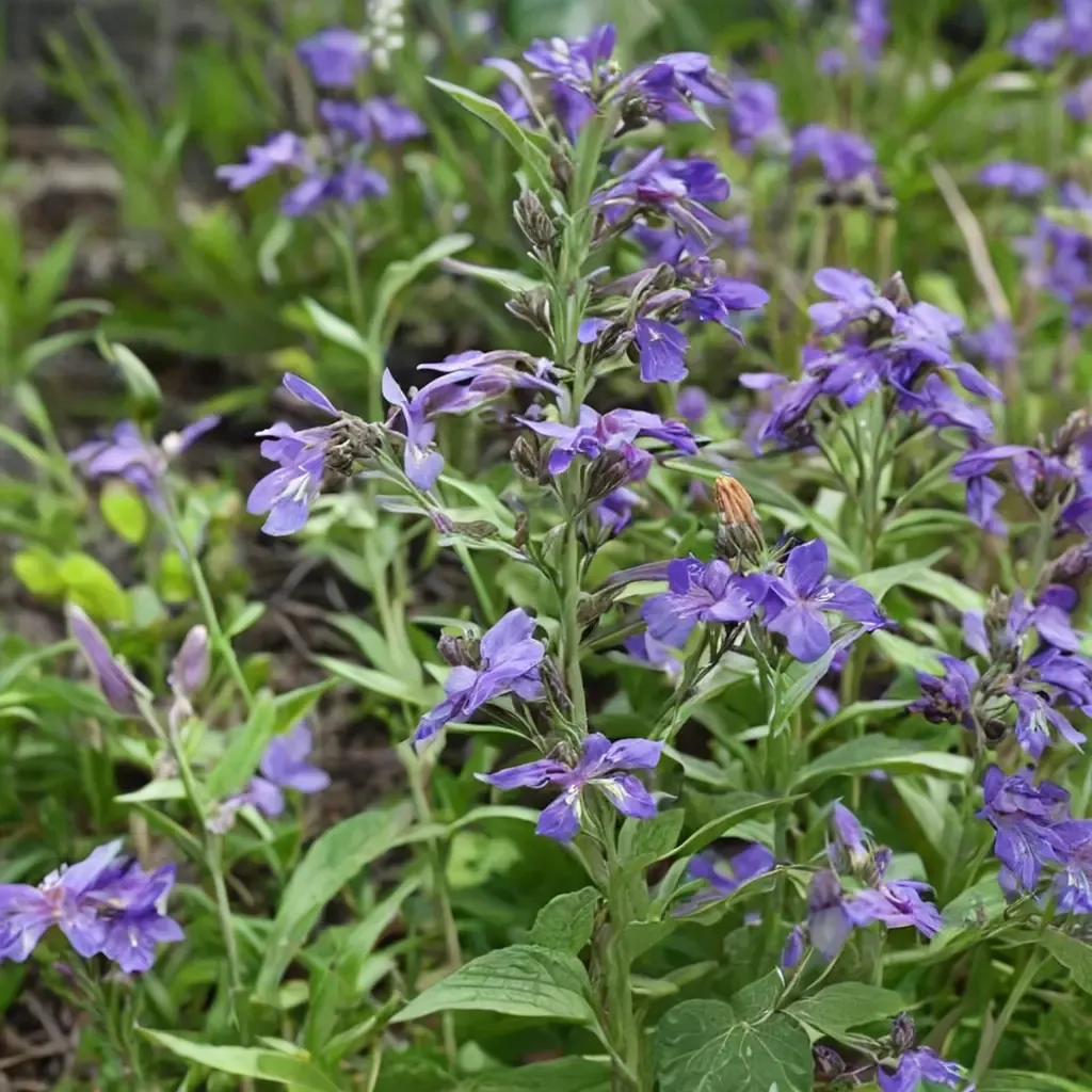 Siberian Catmint