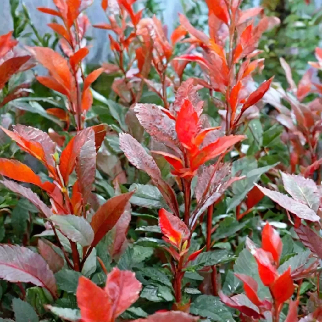Fire Fantasy Photinia