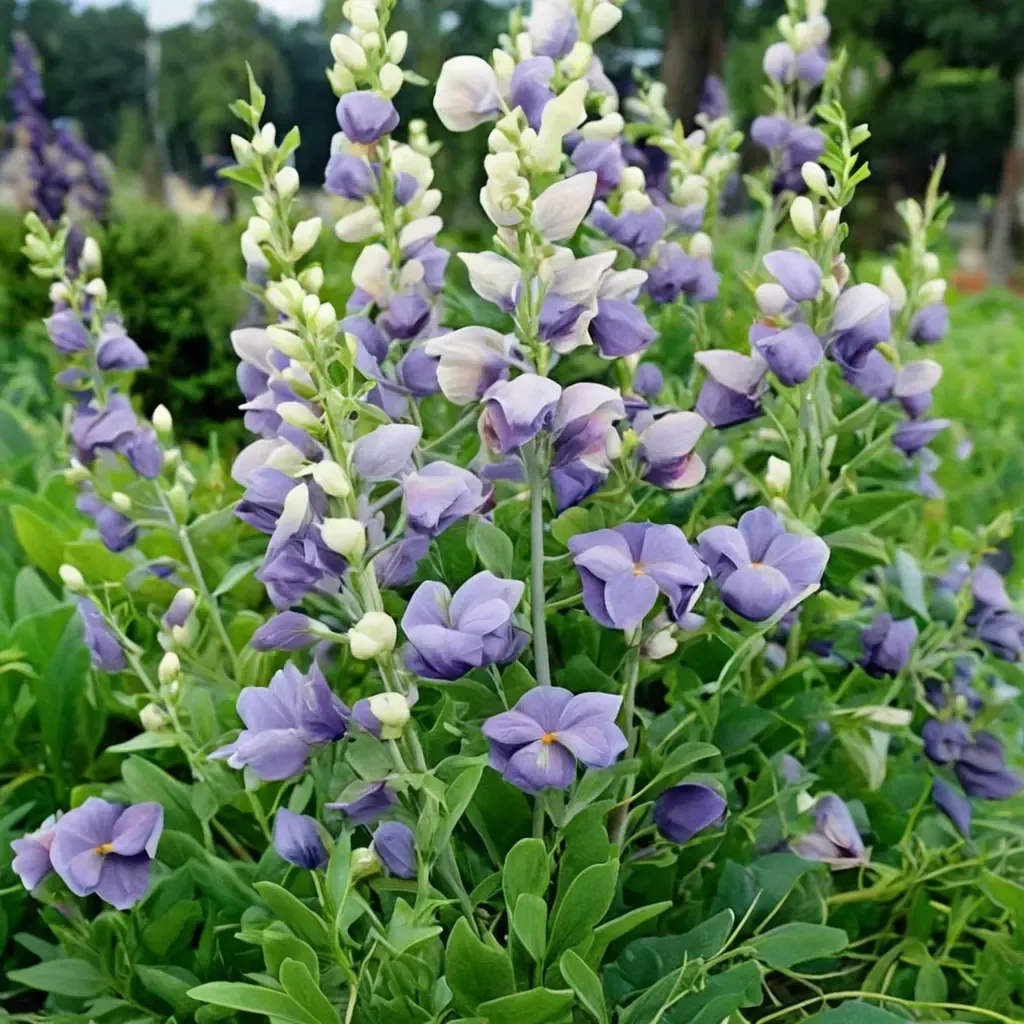 Lunar Eclipse Blue Wild Indigo