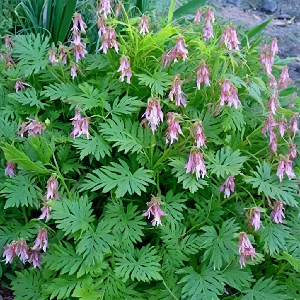 Dolly Sods Bleeding Heart