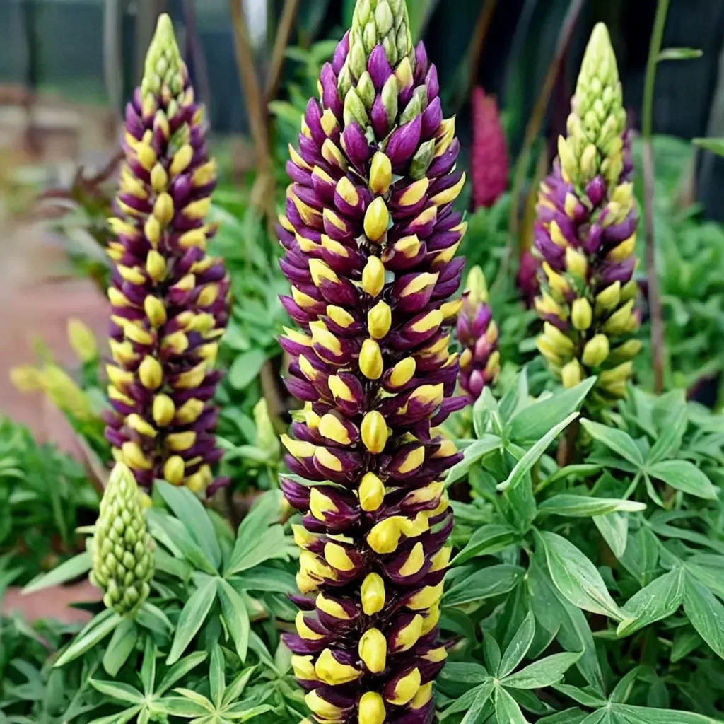 Manhattan Lights Lupine