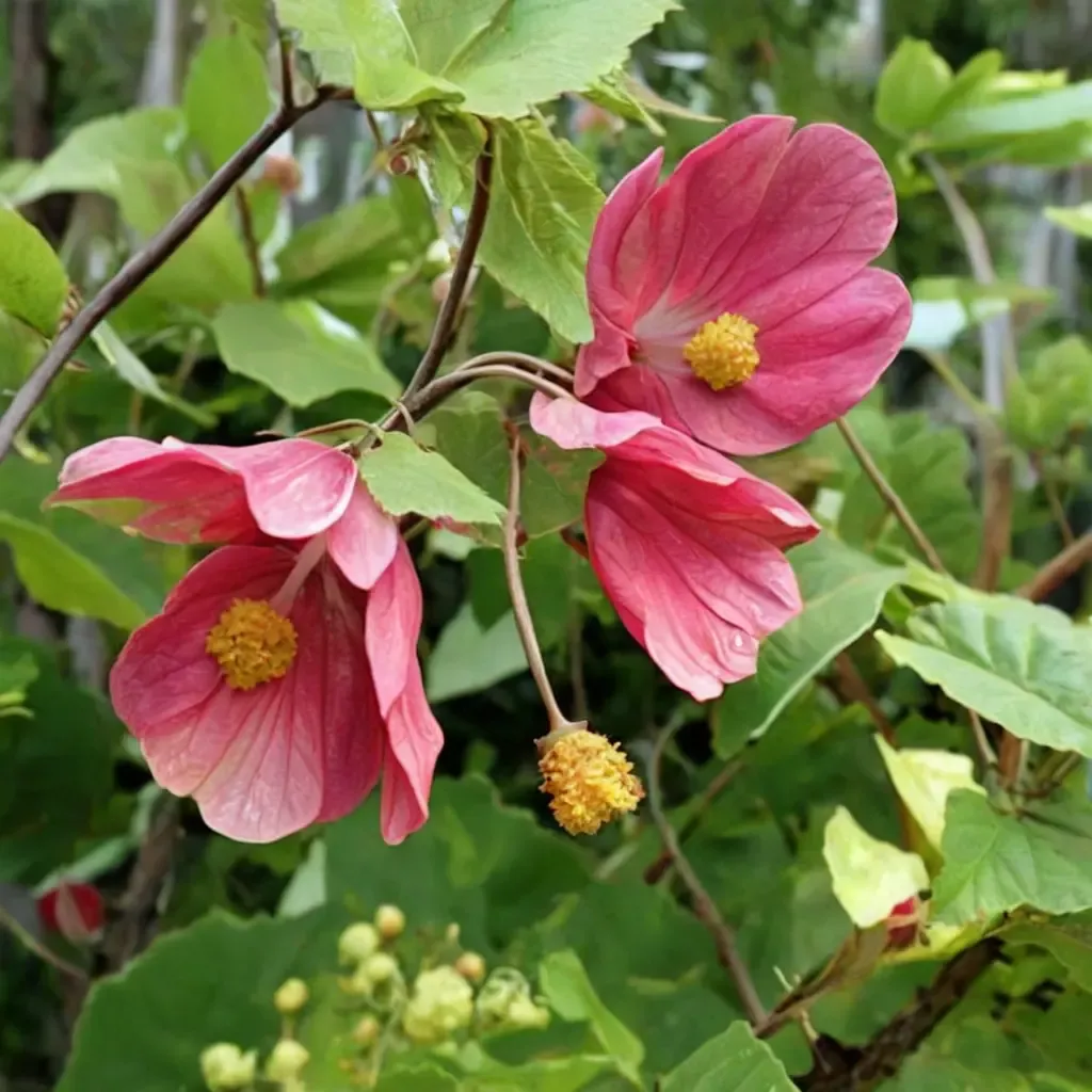 Flowering Maple