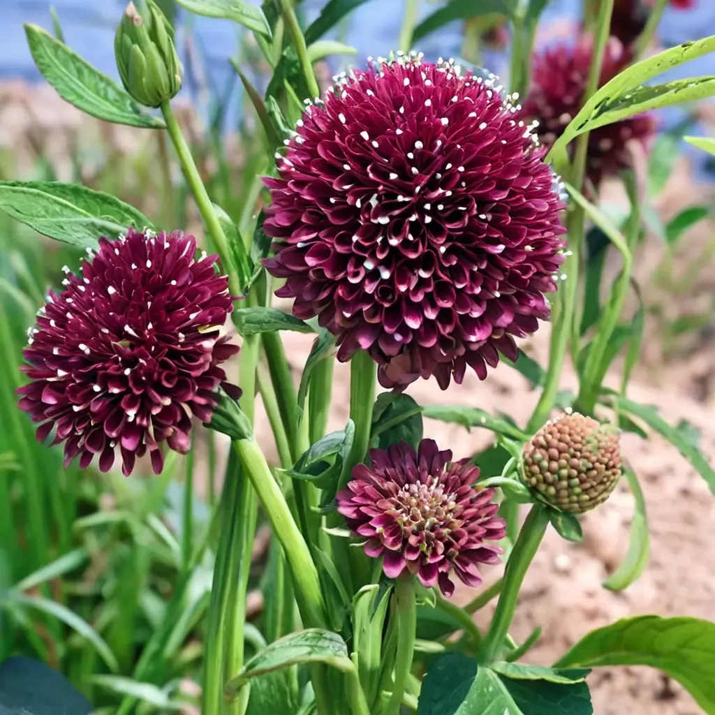 Burgundy Beau Pincushion Flower