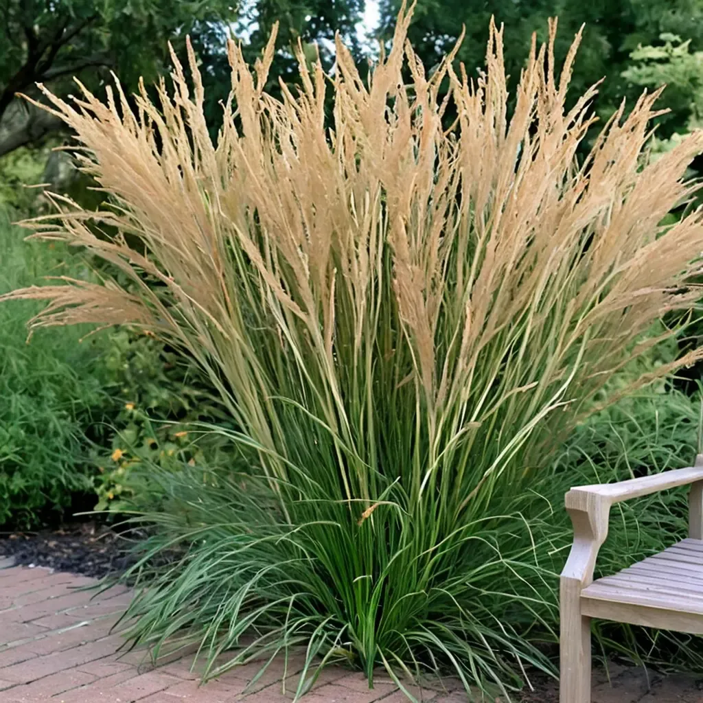 Feather Reed Grass