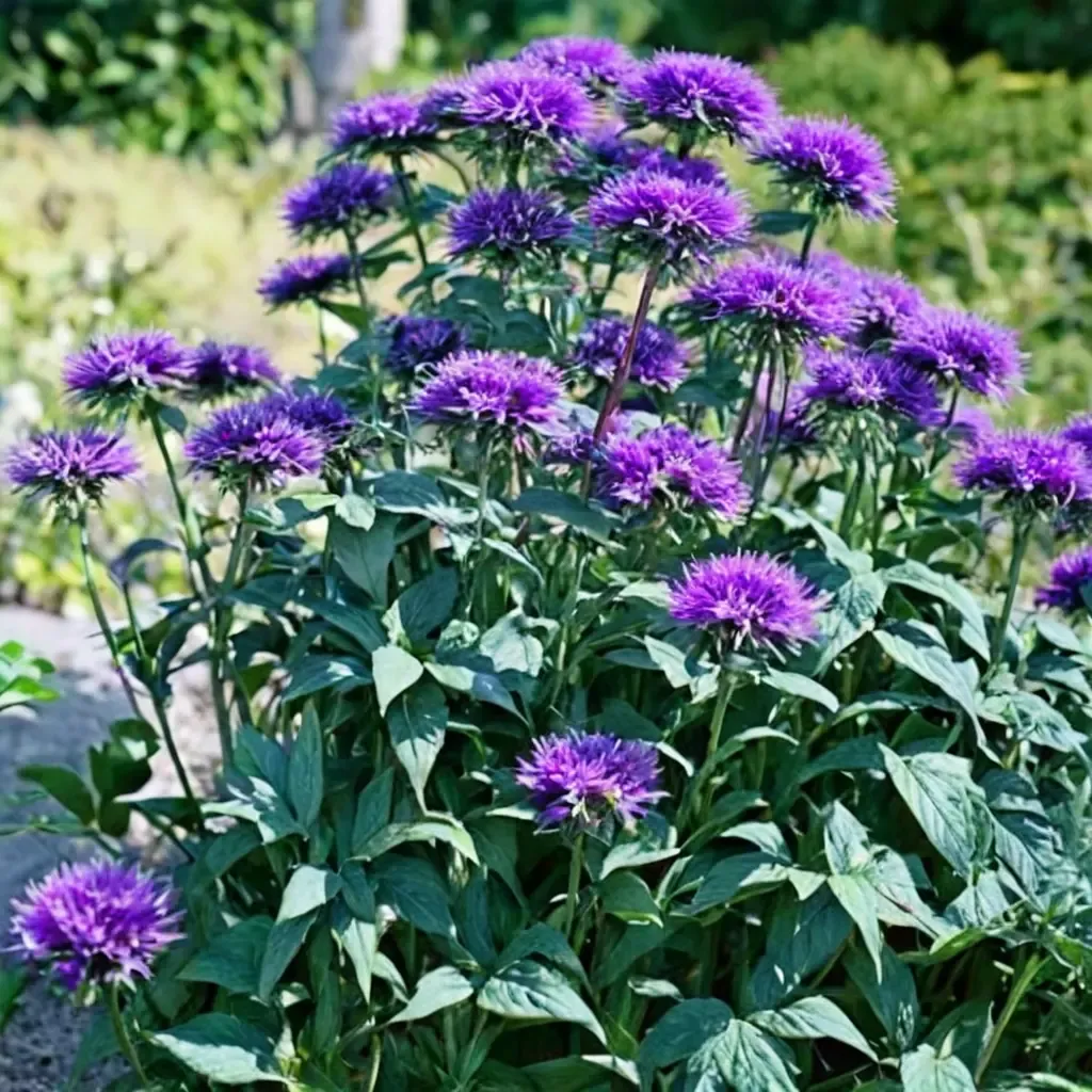 Blue Stocking Bee Balm