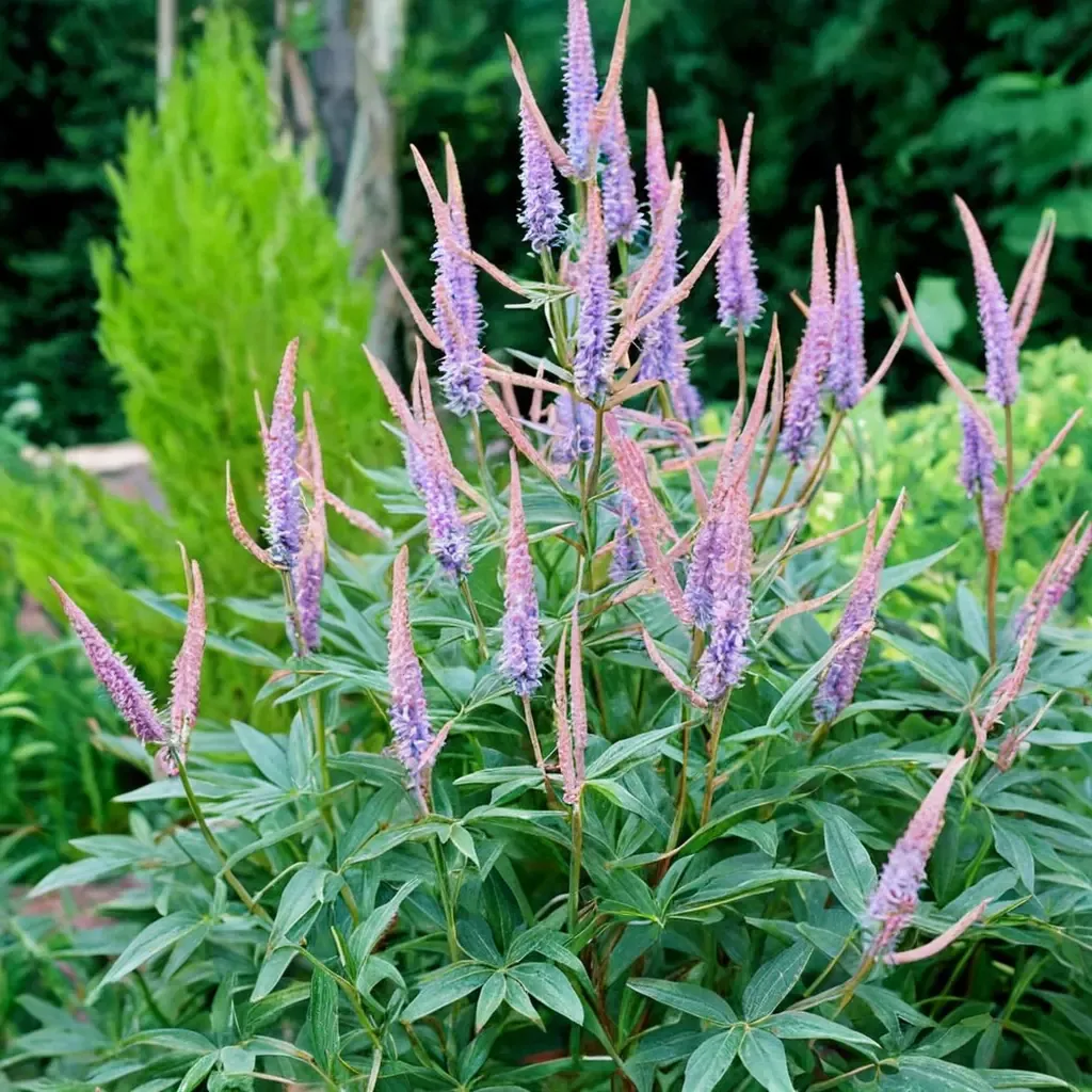 Culver's Root