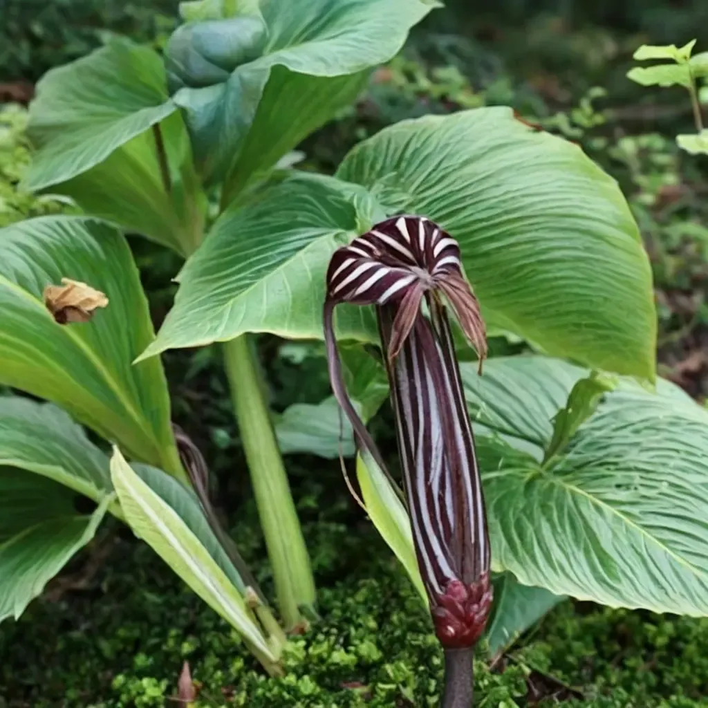 Ribbed Cobra Lily
