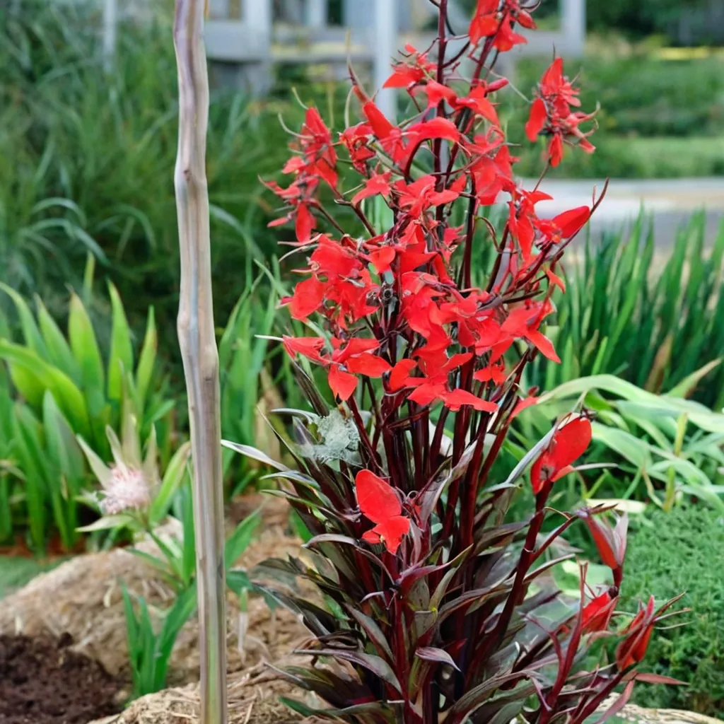 Cardinal Flower 'Queen Victoria'