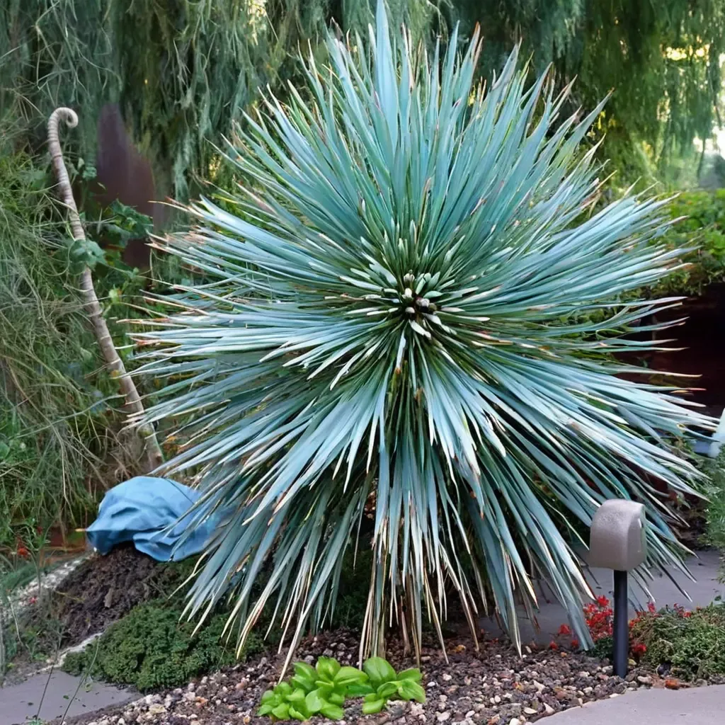 Beaked Yucca 'Sapphire Skies'