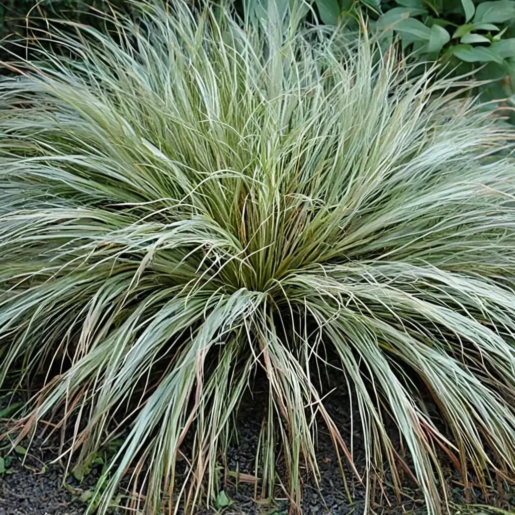 New Zealand Hair Sedge