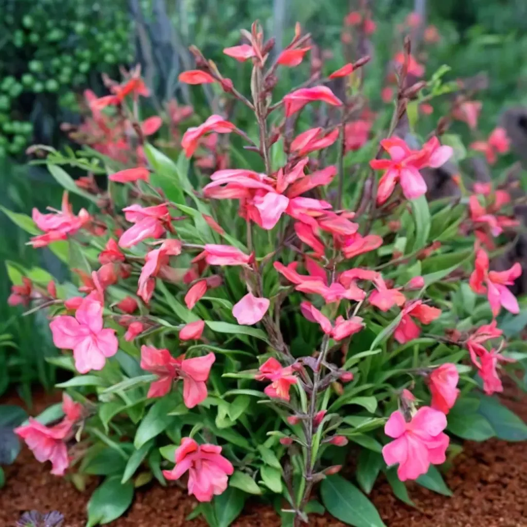 Lipstick Sage