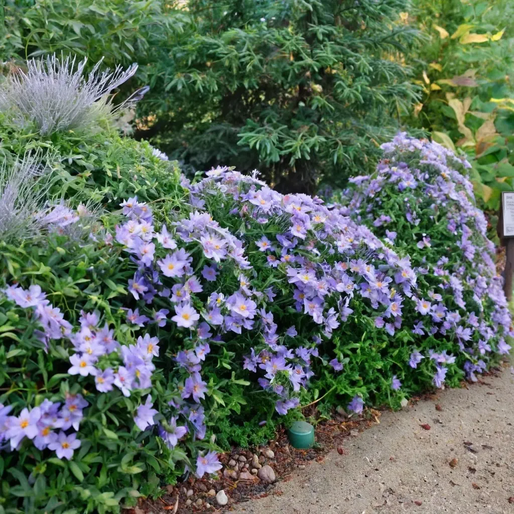 October Skies Aromatic Aster
