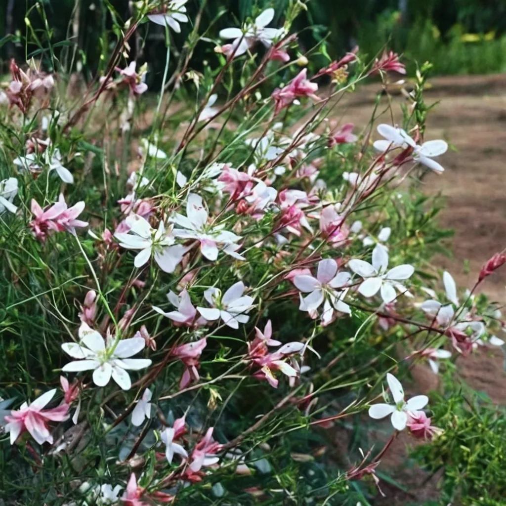 Beeblossom