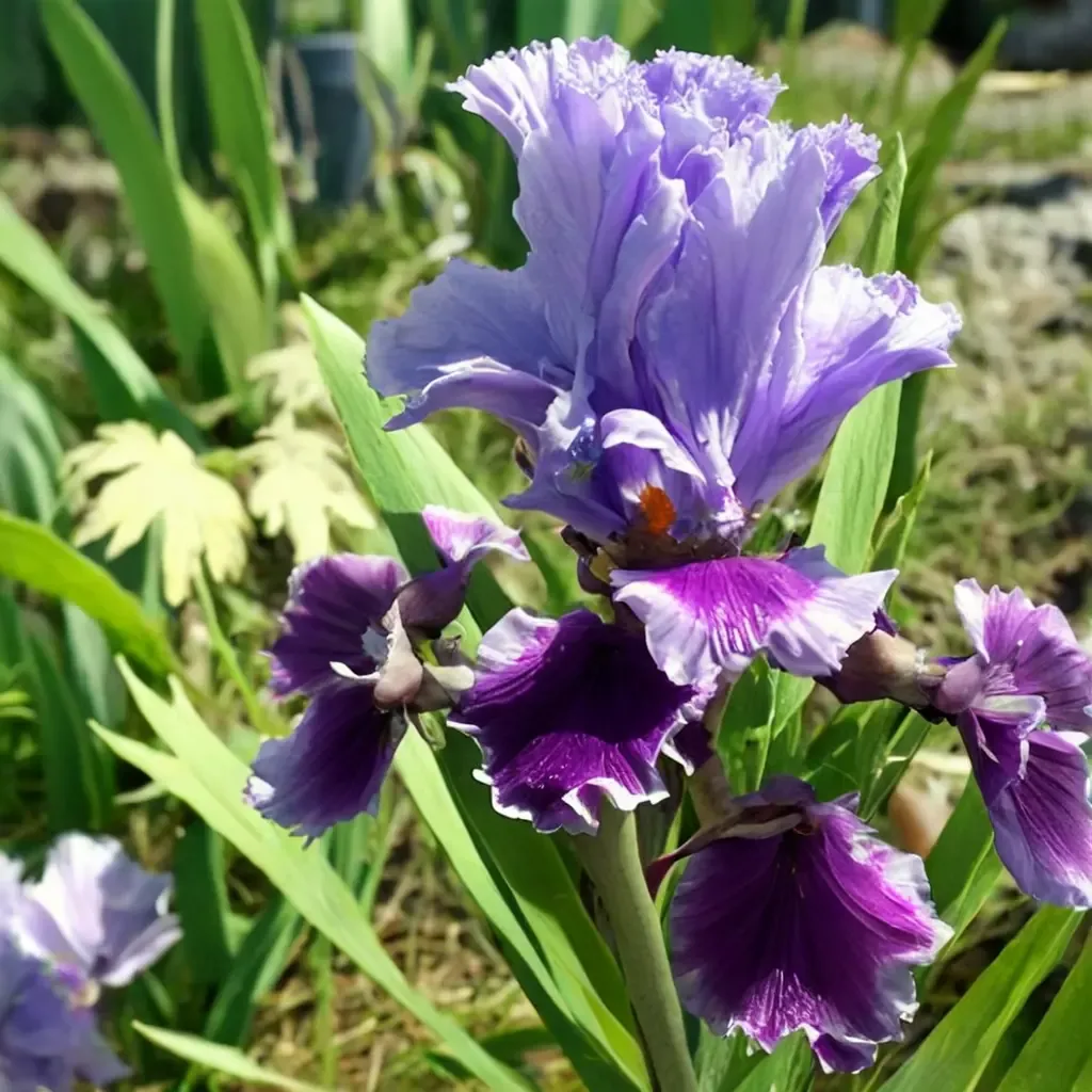 Louisa Bearded Iris