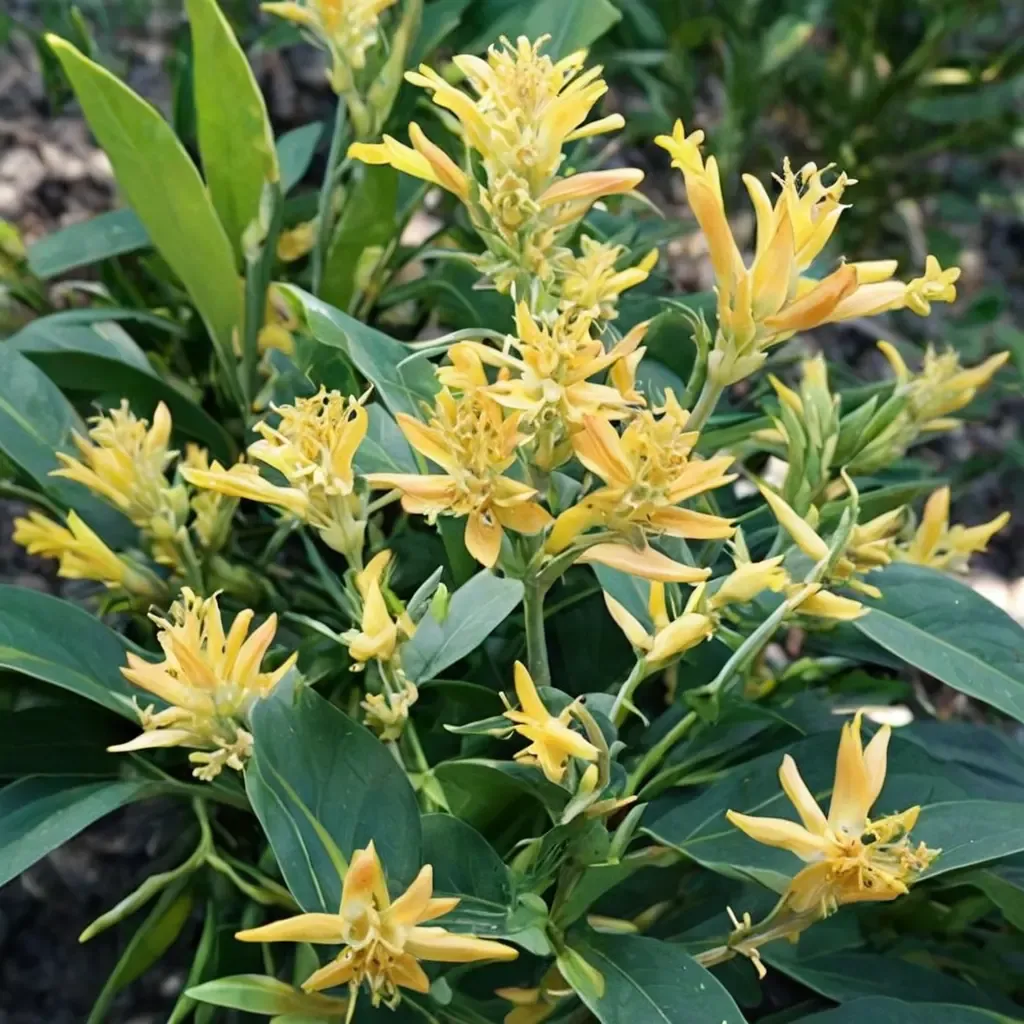 Willow-leaved Jessamine