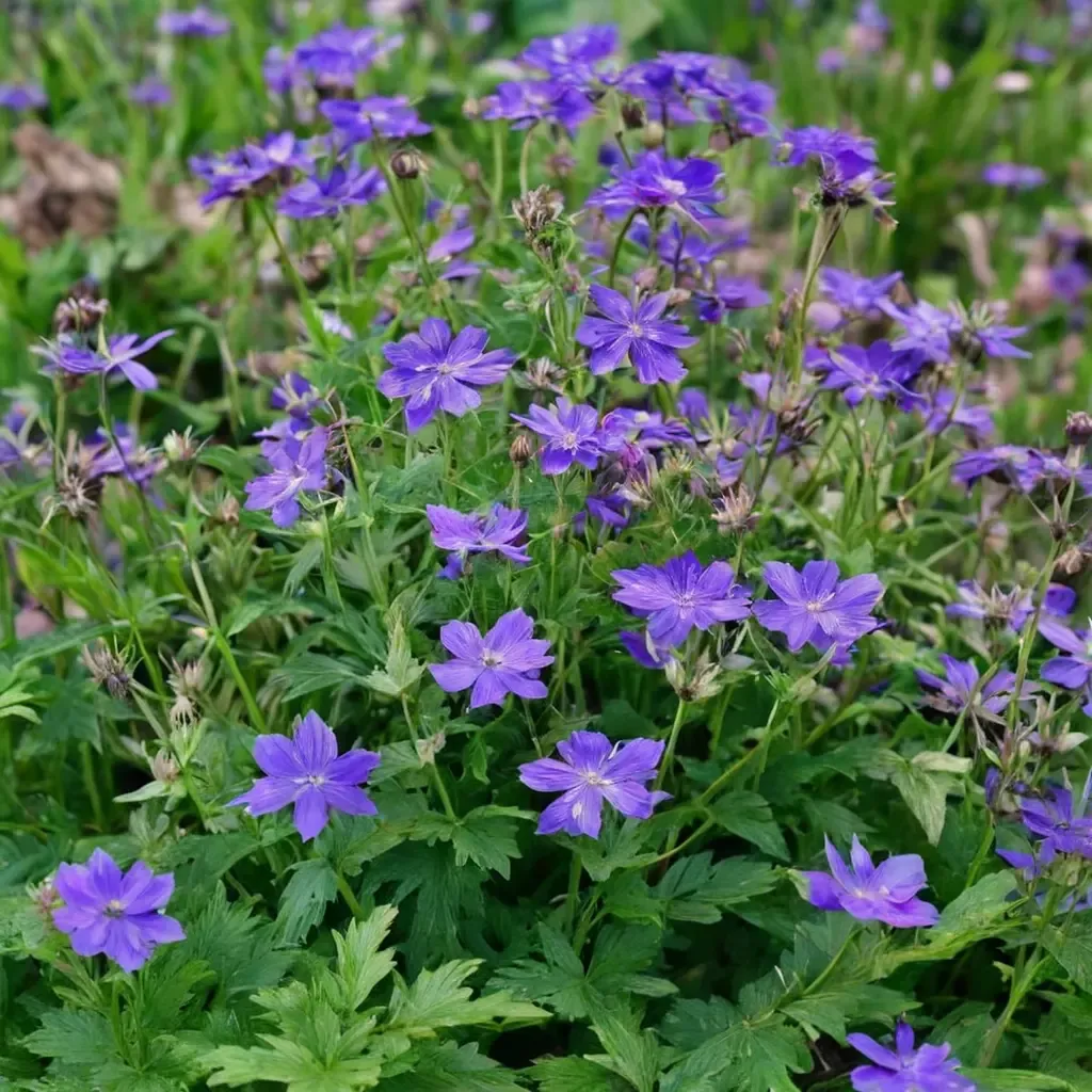 Woodland Geranium Mayflower Geranium